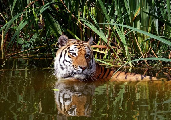 Deux villes de plus de 30 000 habitants refusent désormais les cirques animaliers