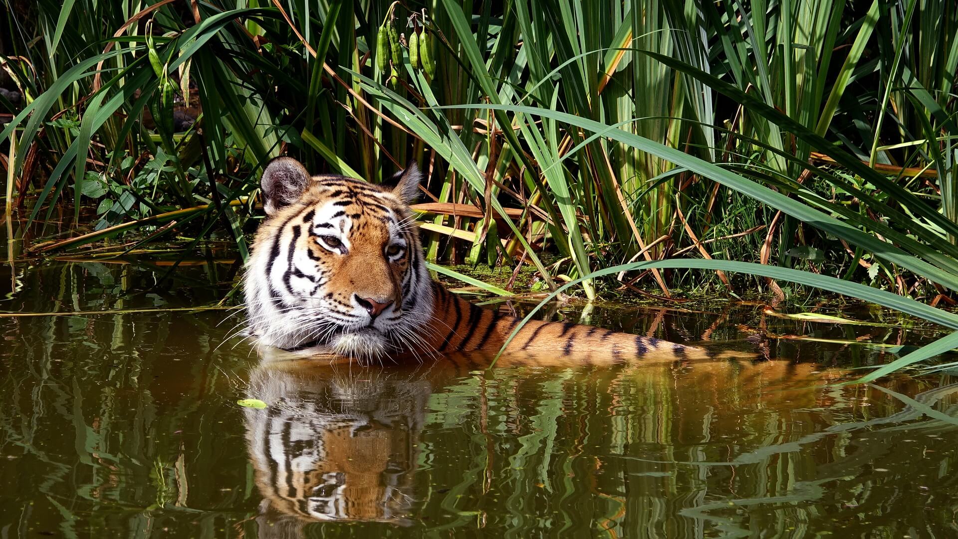 Deux villes de plus de 30 000 habitants refusent désormais les cirques animaliers