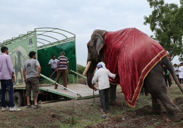Victoire ! Gajraj l’éléphant est libéré après 50 ans de maltraitance
