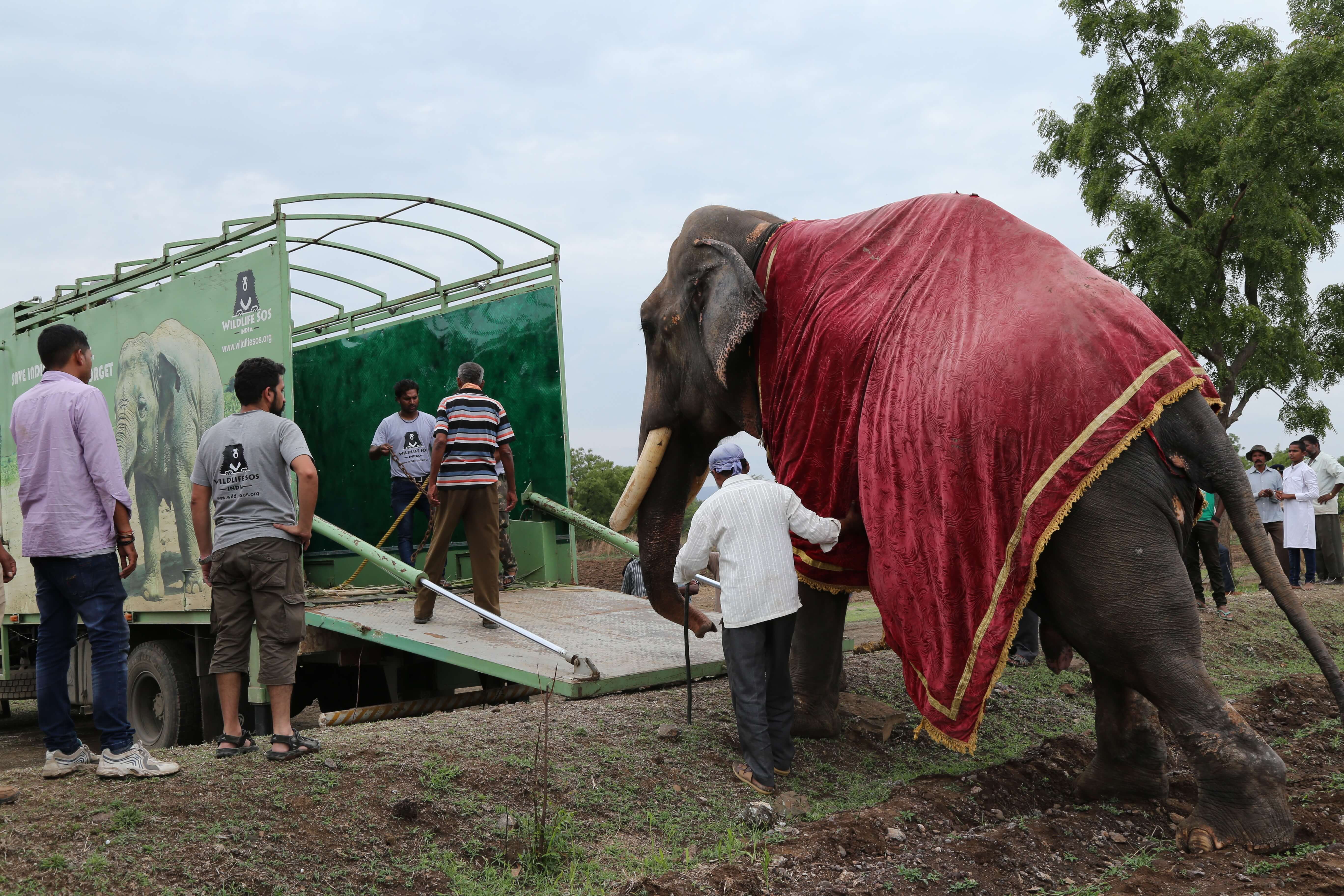 Victoire ! Gajraj l’éléphant est libéré après 50 ans de maltraitance