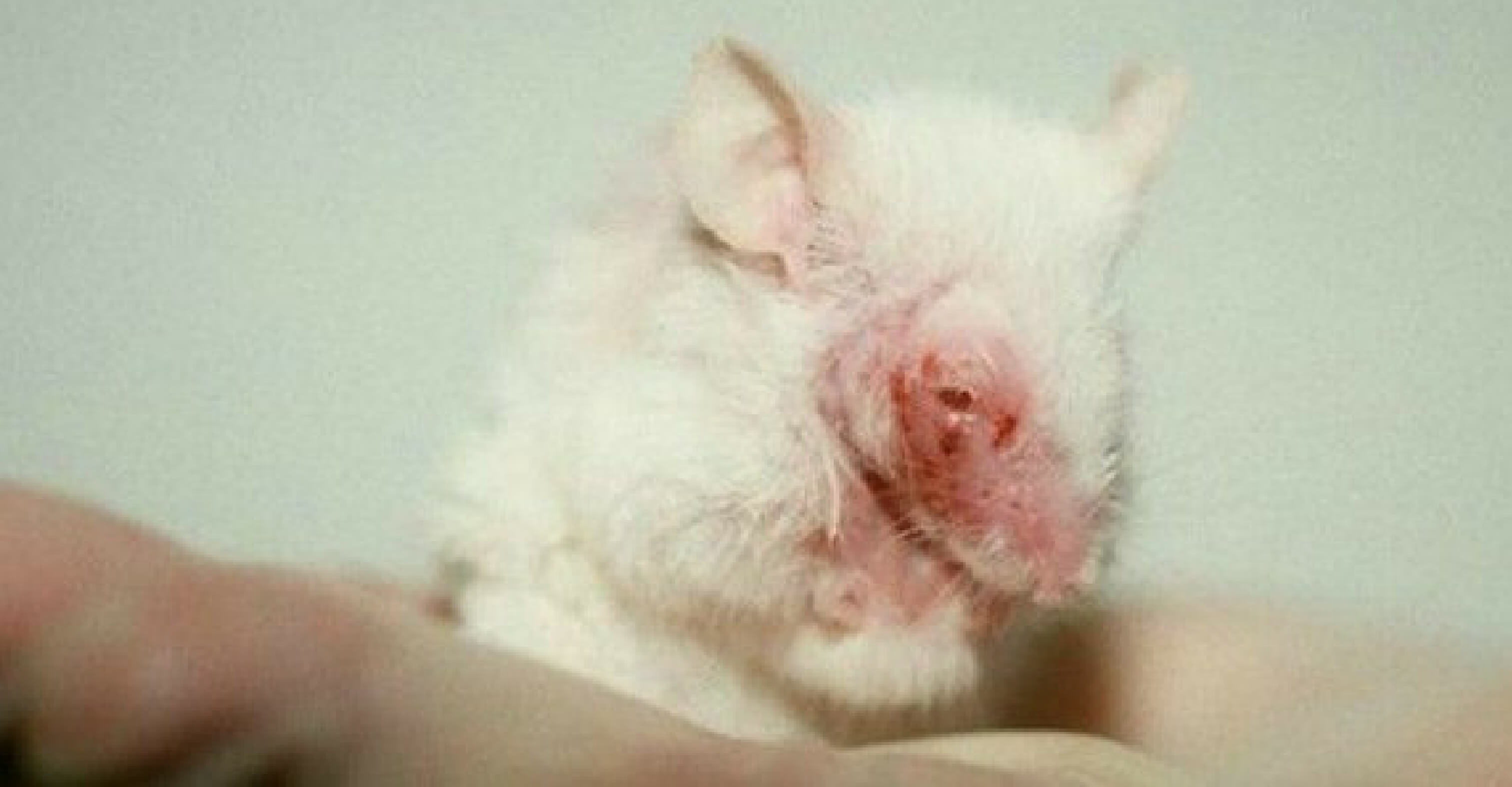 Un rapport de l’UE révèle un catalogue de souffrances : 20 millions d’animaux utilisés dans des expériences