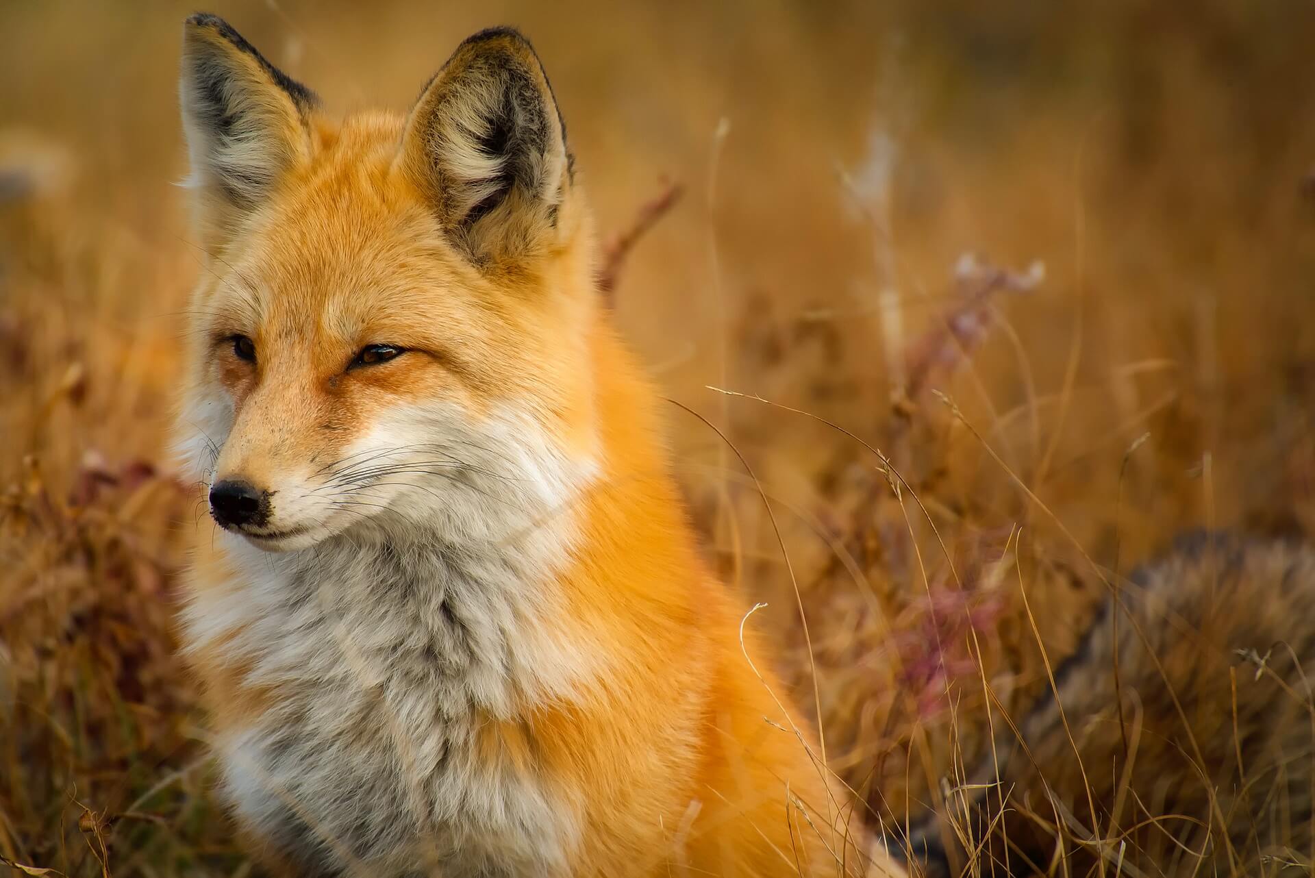 La chambre des députés tchèque vote l’interdiction de l’élevage d’animaux à fourrure : PETA salue cette avancée pour les animaux