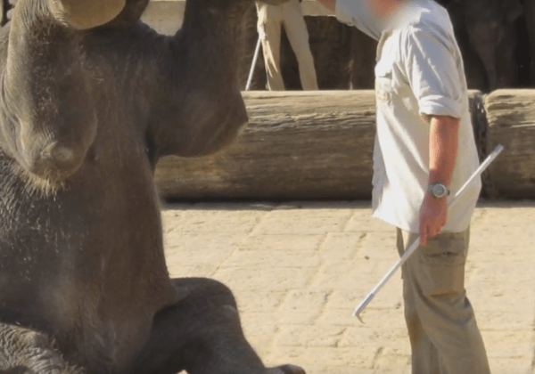 Le Zoo de Hanovre torture des bébés éléphants  : agissez pour les animaux prisonniers