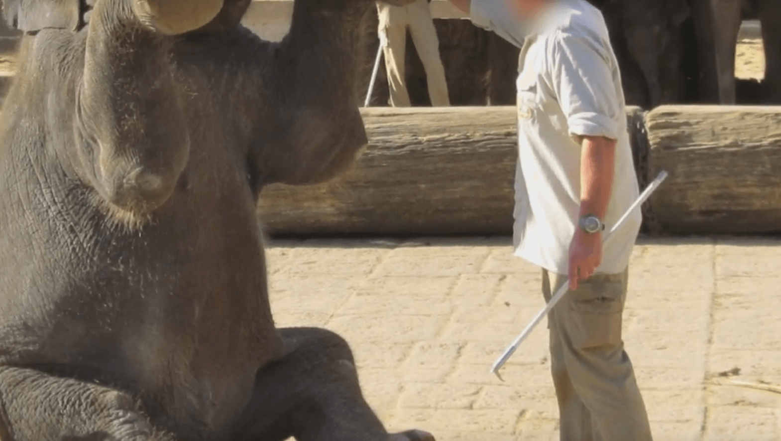 Le Zoo de Hanovre torture des bébés éléphants  : agissez pour les animaux prisonniers