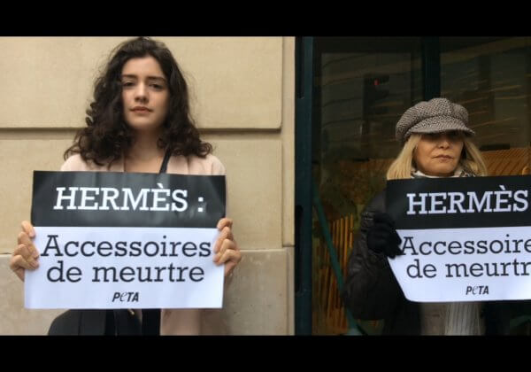 Aujourd’hui, PETA a interpellé Hermès sur la cruauté des peaux exotiques