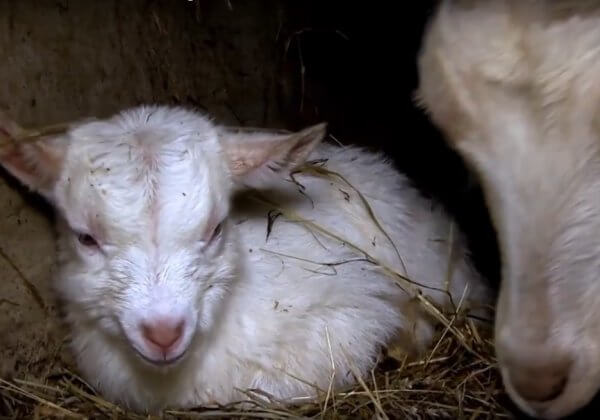Les souffrances des chèvres dans un élevage laitier bio