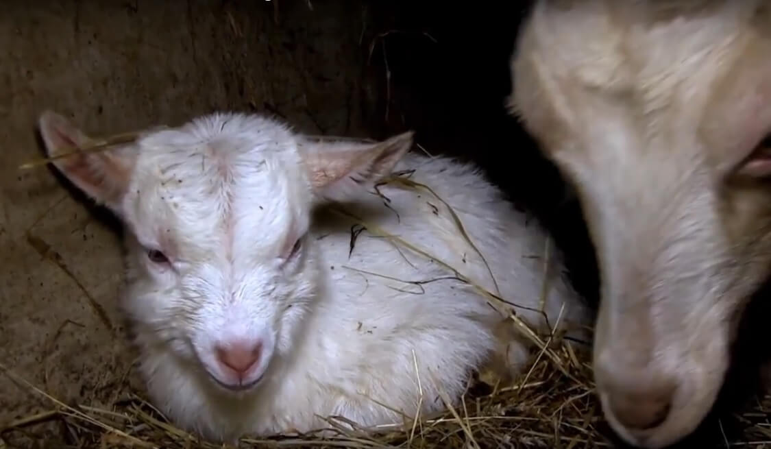 Les souffrances des chèvres dans un élevage laitier bio