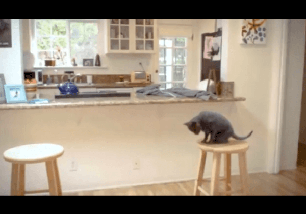 Cette vidéo d’un « chat » en dit long sur la souffrance des félins dans les cirques