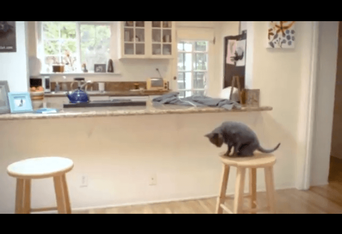 Cette Video D Un Chat En Dit Long Sur La Souffrance Des Felins Dans Les Cirques Actualites Peta France