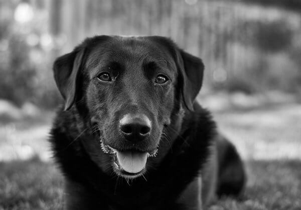 Les Macron adoptent un chien de refuge – et reçoivent des friandises de PETA