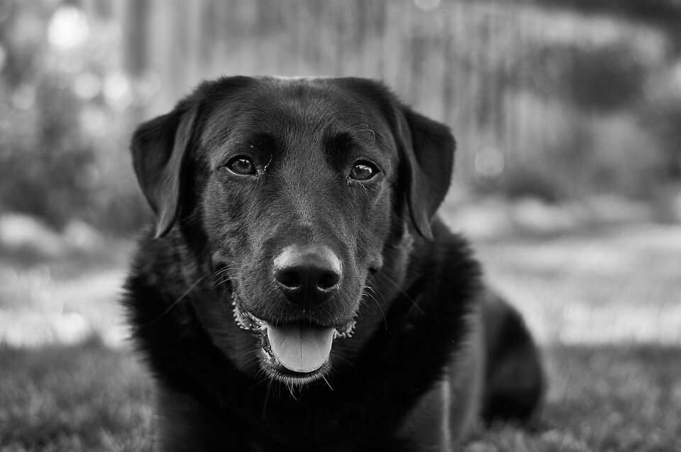 Les Macron adoptent un chien de refuge – et reçoivent des friandises de PETA