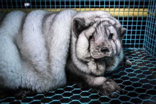 Voici ce qu’ont fait des éleveurs à des renards pour tirer plus d’argent de leurs fourrures