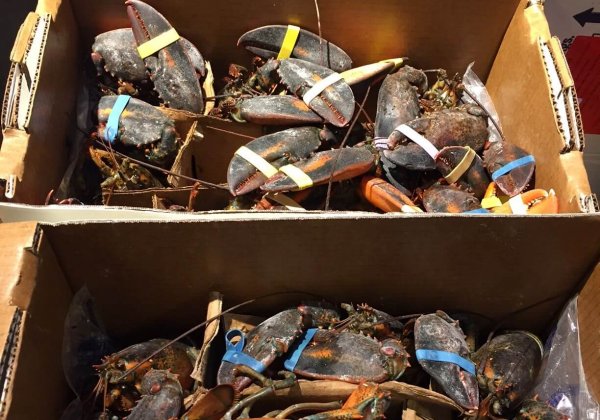 Monoprix : cessez de vendre des homards vivants