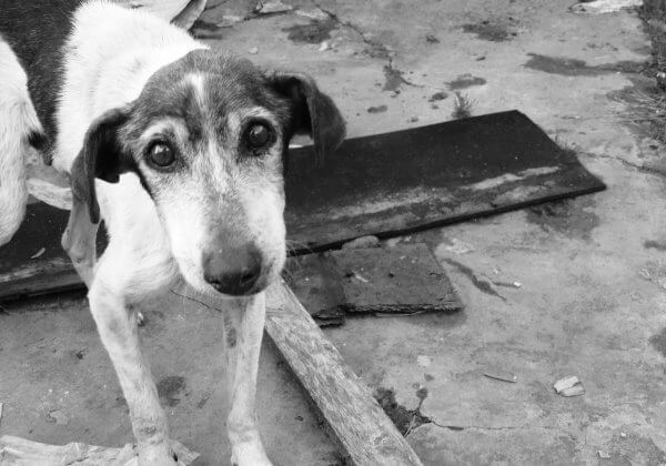 Comment aider les animaux abandonnés pendant les vacances ?