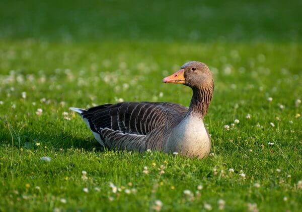 L&rsquo;ignoble foie gras à nouveau interdit en Californie