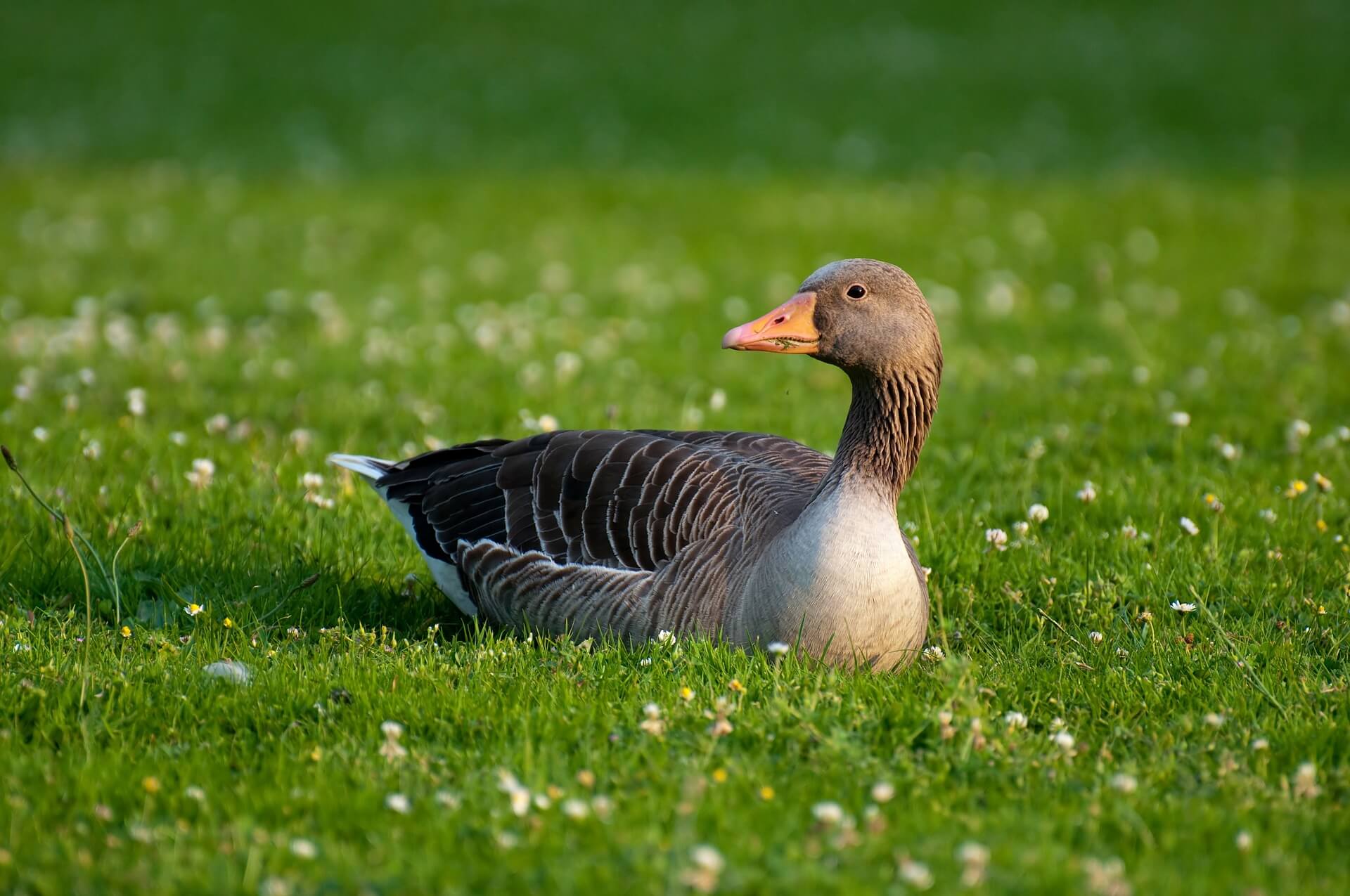 L&rsquo;ignoble foie gras à nouveau interdit en Californie