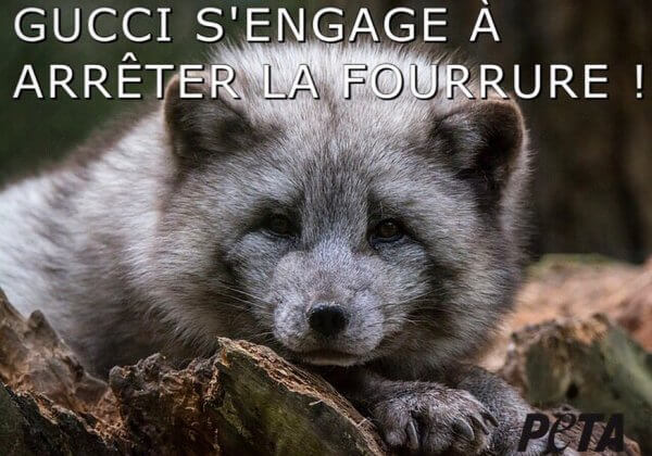 Victoire : Gucci renonce à la fourrure animale