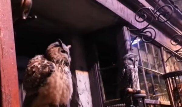 Victoire ! Le Warner Bros Studio Tour London confirme ne plus utiliser d’animaux