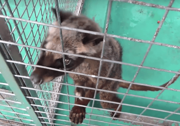 Le kopi luwak ou café de civette : une tasse de cruauté