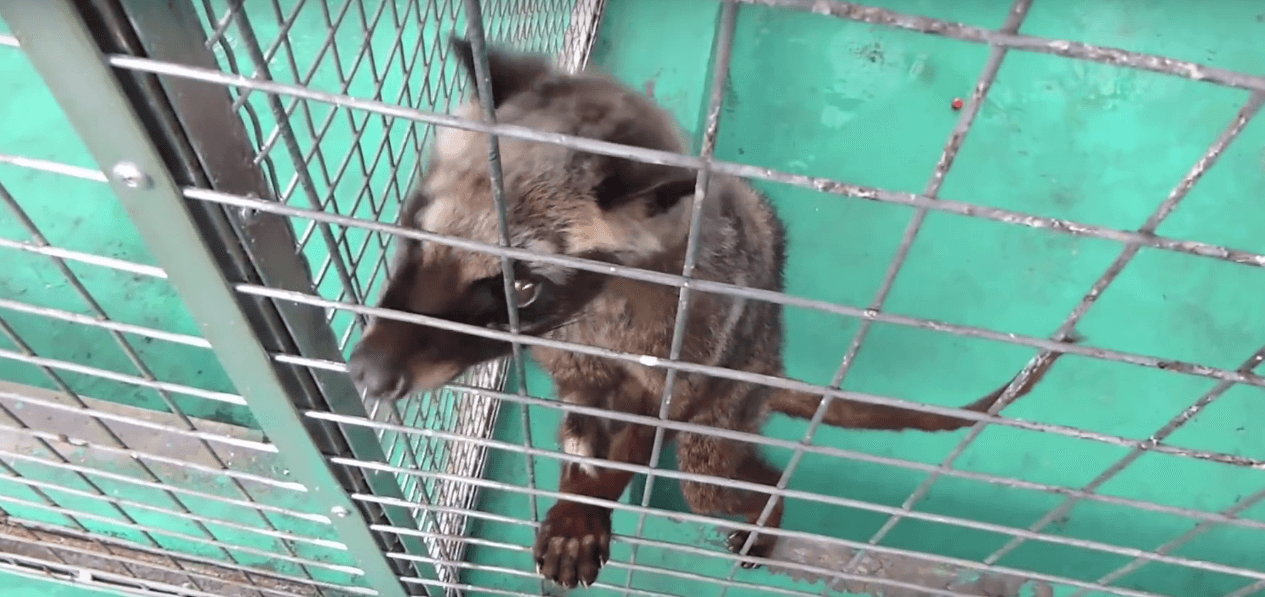Le kopi luwak ou café de civette : une tasse de cruauté