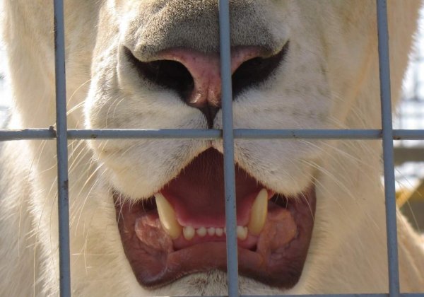 Rapport européen sur le danger permanent des cirques animaliers