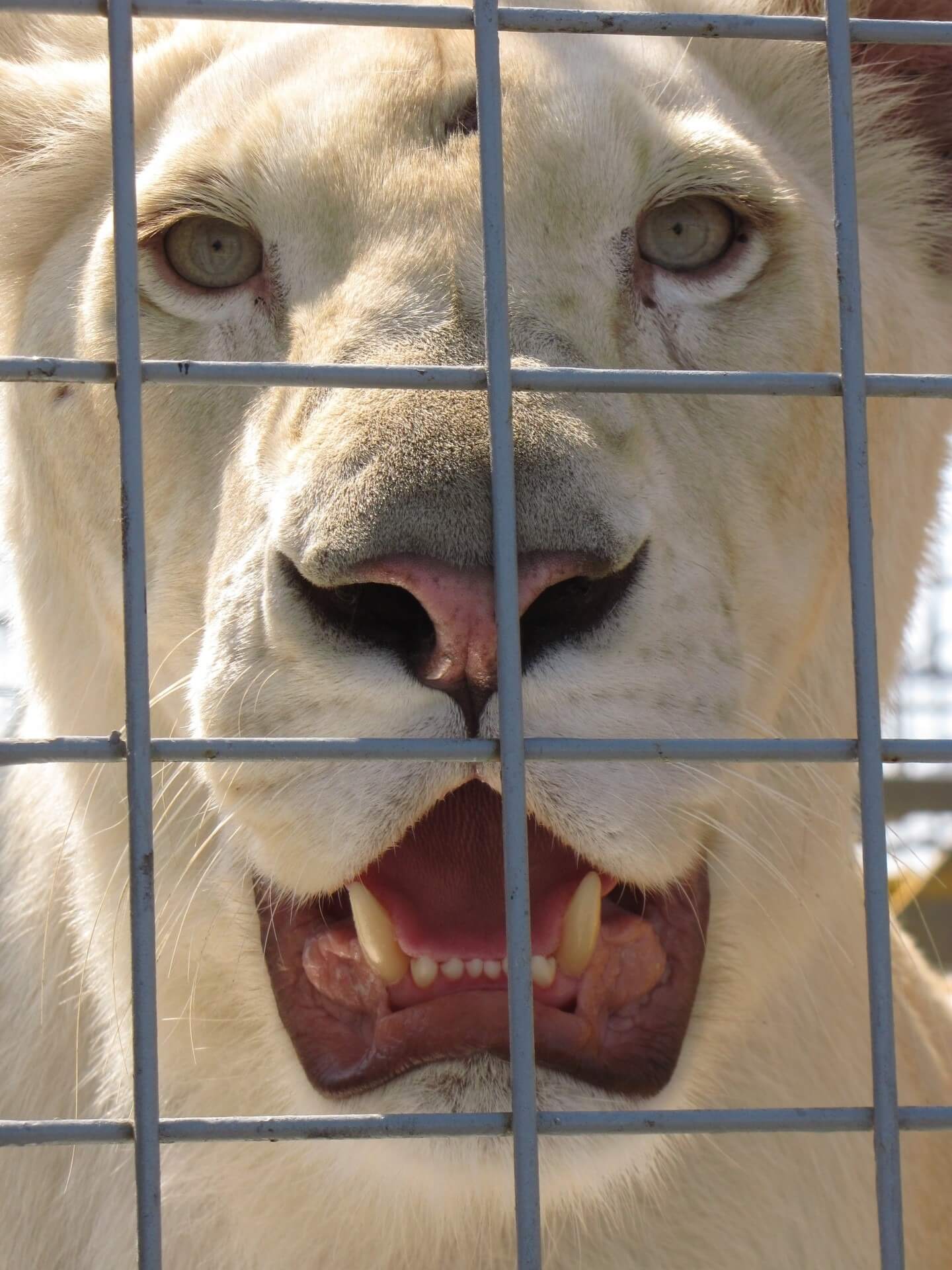 Rapport européen sur le danger permanent des cirques animaliers