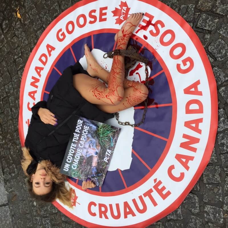 fourrure coyote pour canada goose fourrure coyote pour canada goose