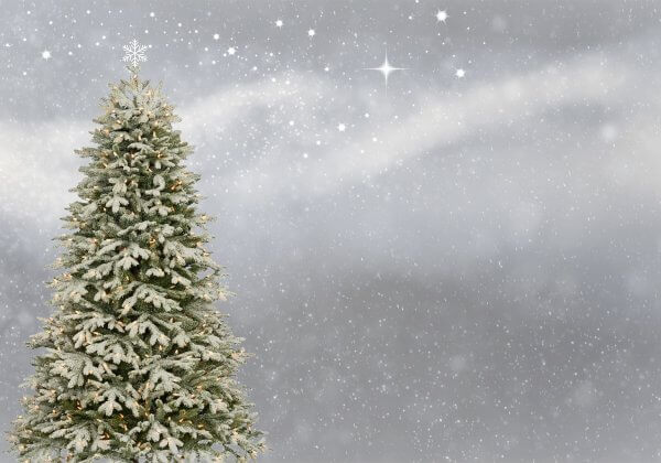 Passer un Noël végan : comment ça se passe en cuisine ?