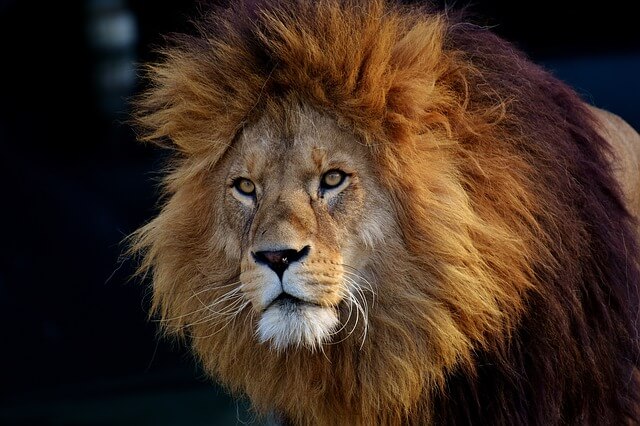 La ville de Paris dit au revoir aux cirques exploitant les animaux sauvages !