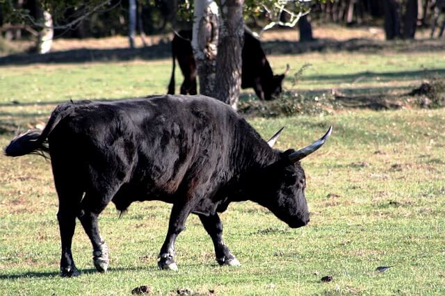 Ce que l’évasion d’un taureau destiné à l’abattoir nous rappelle en cette Journée mondiale végane