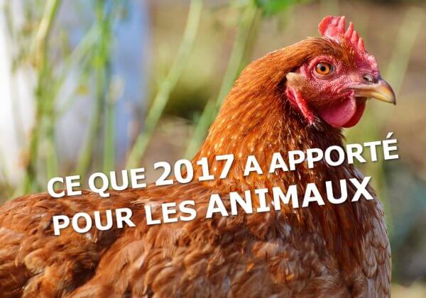 Les plus grandes victoires de 2017 pour les animaux