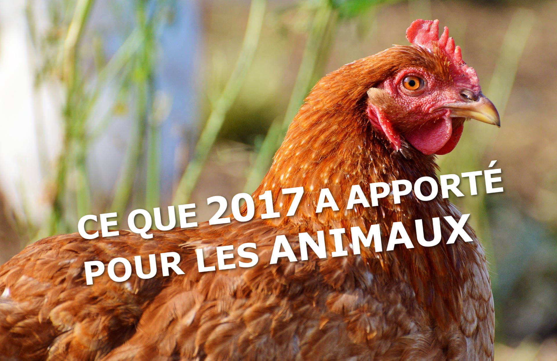 Les plus grandes victoires de 2017 pour les animaux