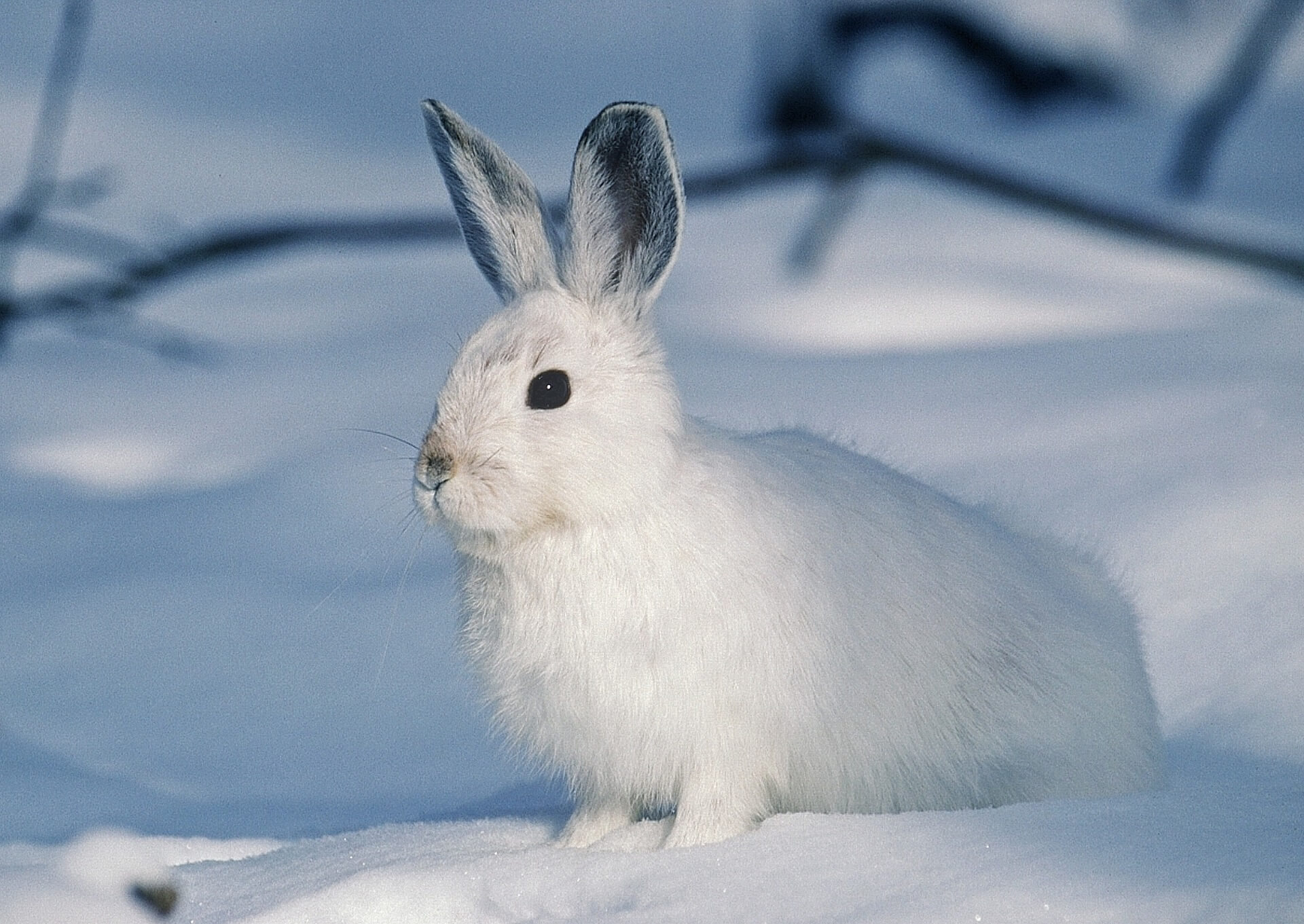 Victoire ! Des centaines d’animaux sauvés par une décision d’appel initiée par le PETA International Science Consortium Ltd.