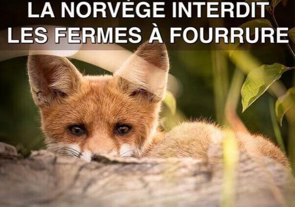 Excellente nouvelle : la Norvège interdit la production de fourrure !