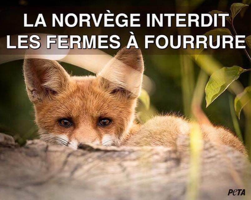 Excellente nouvelle : la Norvège interdit la production de fourrure !