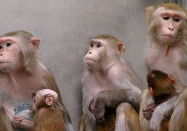 PETA condamne la science barbare après qu’un singe a été cloné pour la première fois
