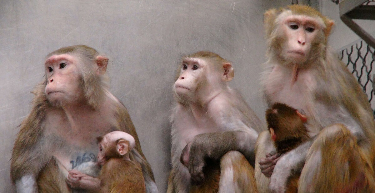 PETA condamne la science barbare après qu’un singe a été cloné pour la première fois