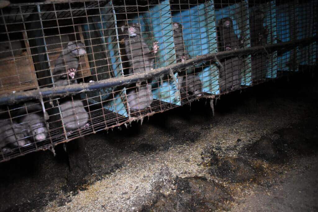 Des visons fous de détresse dans des élevages canadiens producteurs de fourrure infestés d&rsquo;asticots