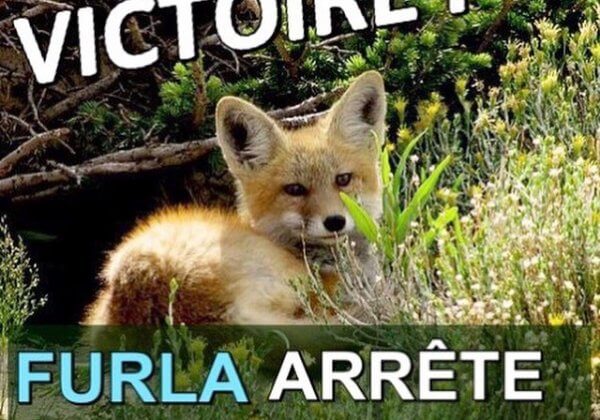 Victoire ! Furla et Versace renoncent à la fourrure animale