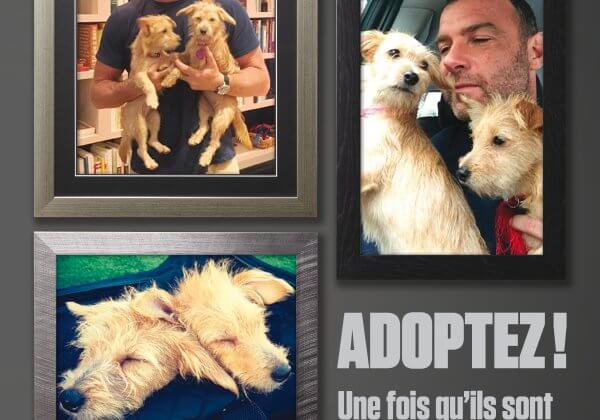 Liev Schreiber et ses chiens rescapés de l’ouragan Harvey posent pour PETA