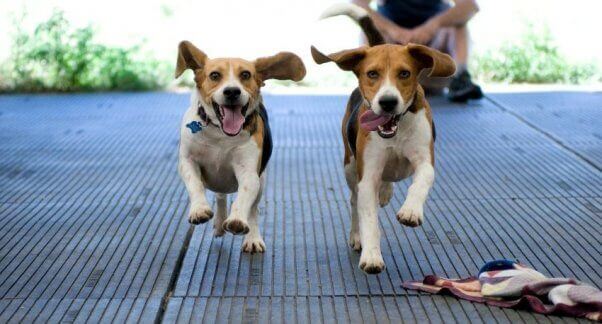 Le Japon met fin à ses tests de toxicité sur les chiens