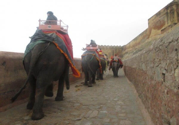 Inde : Des éléphants aveugles et malades contraints de porter de lourdes charges