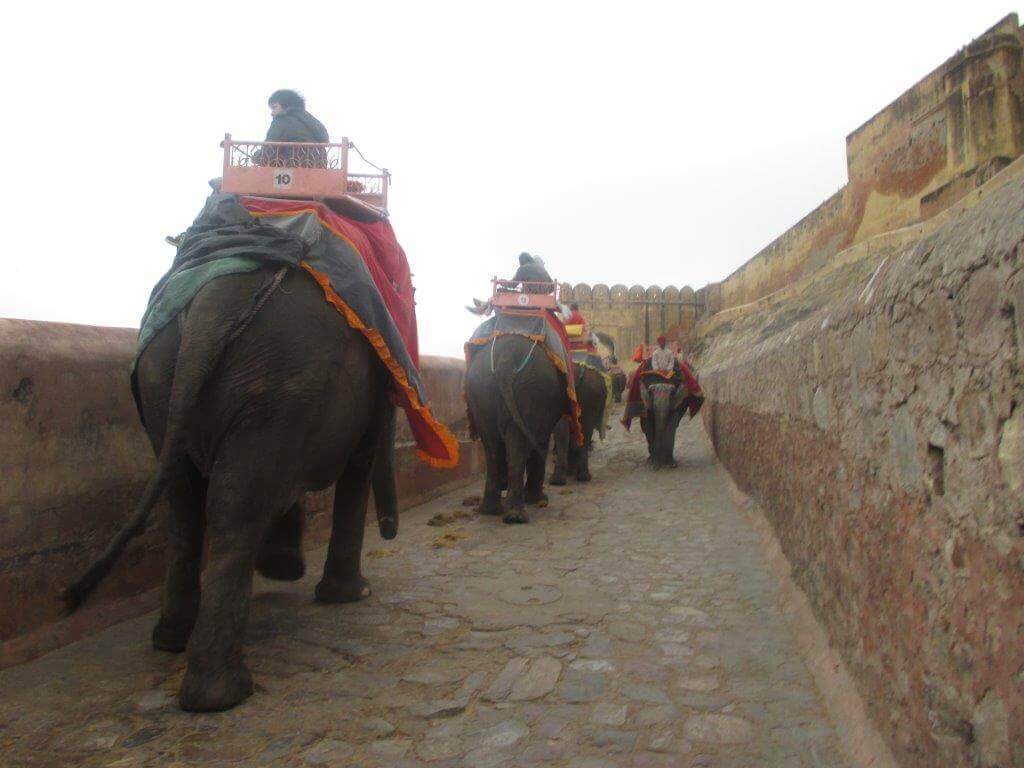 Inde : Des éléphants aveugles et malades contraints de porter de lourdes charges