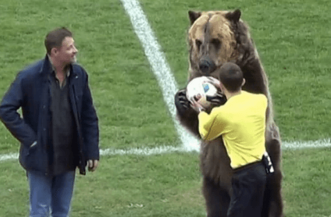 En Russie : un ours exhibé durant un match de foot