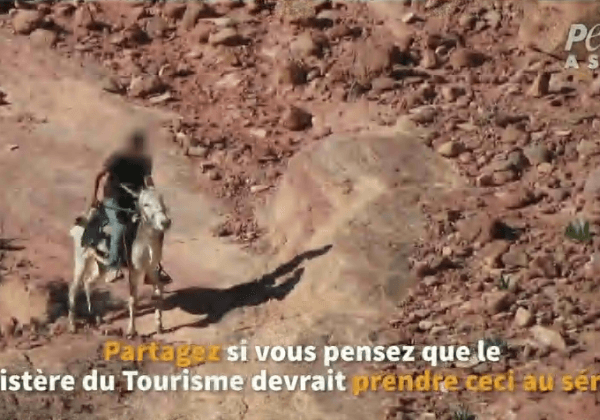 Une nouvelle enquête révèle que les animaux souffrent toujours à Petra malgré les promesses du Ministère