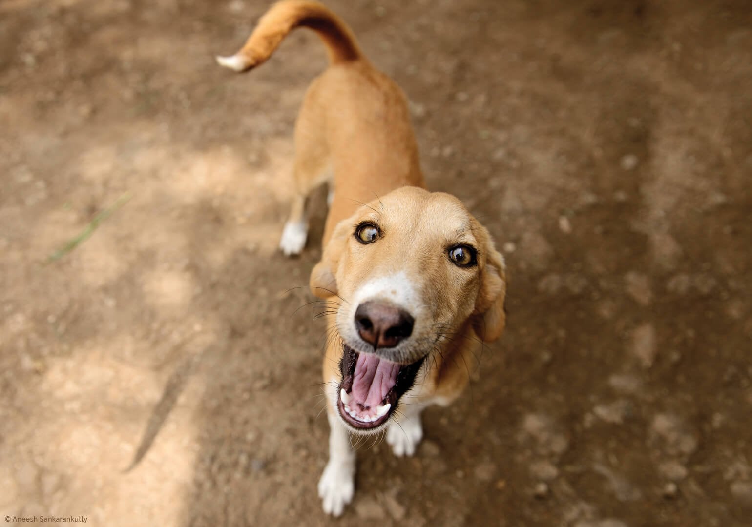 5 façons simples et rapides d&rsquo;aider les animaux en un clic
