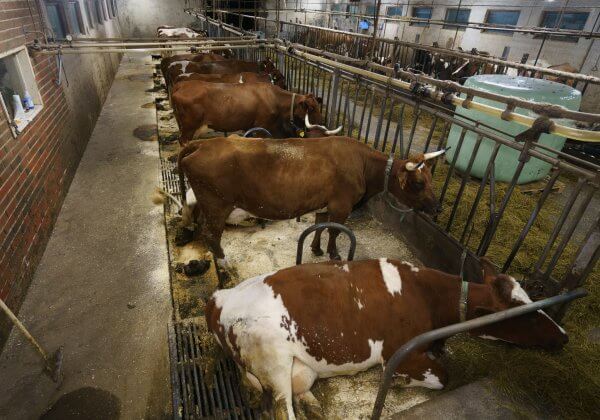 Fête des mères : pensons aux mères exploitées et séparées de leurs bébés pour le lait