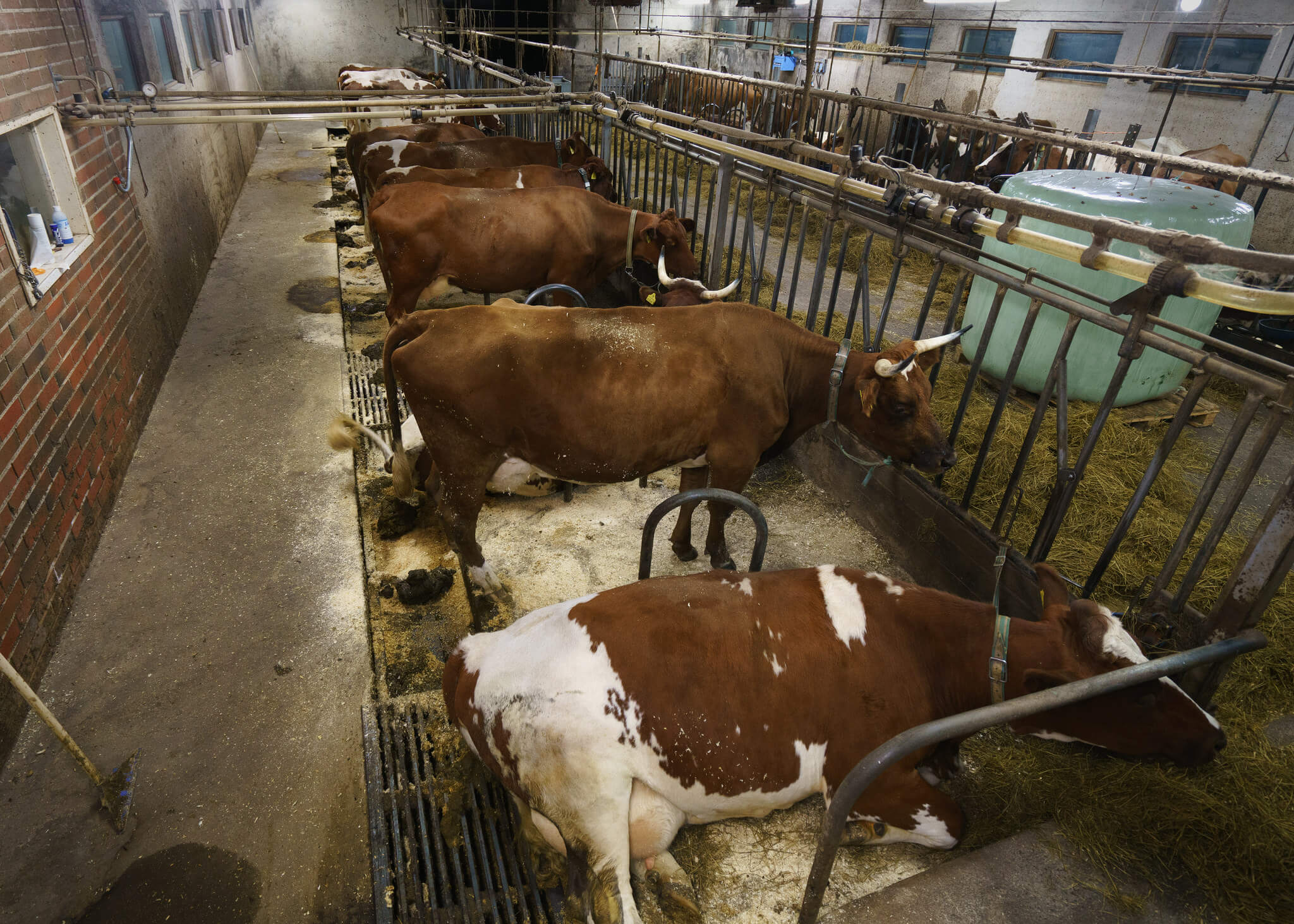 Fête des mères : pensons aux mères exploitées et séparées de leurs bébés pour le lait