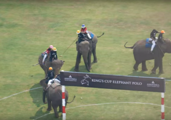 Le cruel tournoi de polo King&rsquo;s Cup en Thaïlande, c&rsquo;est fini !