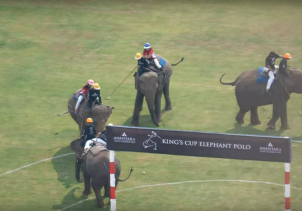 Le cruel tournoi de polo King’s Cup en Thaïlande, c’est fini !